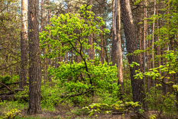 A small leafy tree in a coniferous forest.