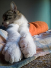 gato gatito, felino, mascota