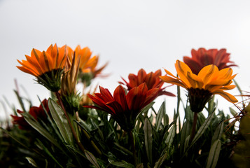 gazania flowers backlight outdoors