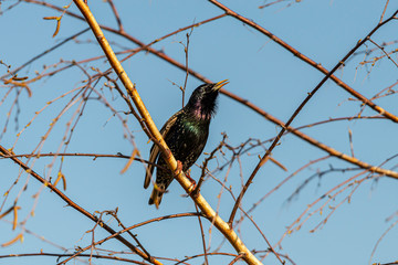 Beautiful bird