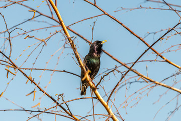 Beautiful bird