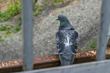 A dove with blue and black plumage sits on a rusty beam of an old bridge. City photos in the summer.