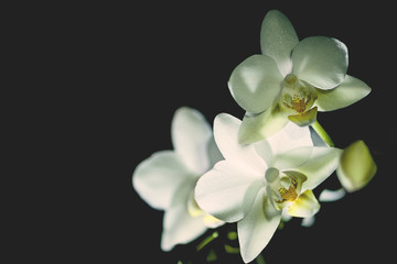Fototapeta na wymiar Orchidee Orchideenblüten dark and moody Hintergrund schwarz zum Beschreiben