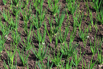 This is a young green onion growing in a garden bed. Growing vegetables for a healthy diet. Onions sprout in early spring in the garden. Selective focus.