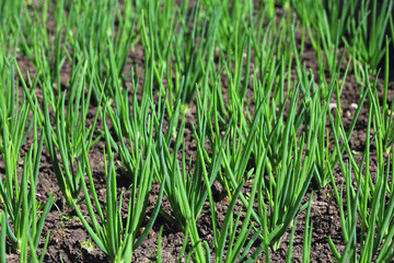 Fototapeta na wymiar This is a young green onion growing in a garden bed. Growing vegetables for a healthy diet. Onions sprout in early spring in the garden. Close up. Selective focus.