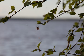 Web with a spider on a blurred background of a gray lake in the branches of a birch tree.Selective focus on the animal.Russia