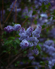 lilac flowers in the garden