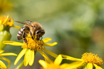 bee on a flower