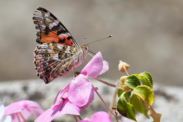 butterfly on flower