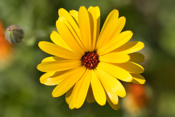 
yellow flower