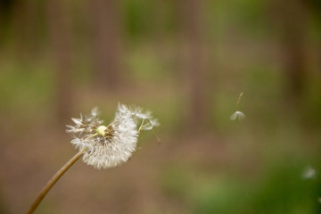 Dandelion in the wind on a green background.
