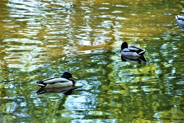 Samiec kaczki krzyżówki  © merko