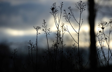 Contraste de plantas con el atardecer