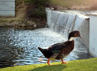 Pato dando una vuelta por el parque