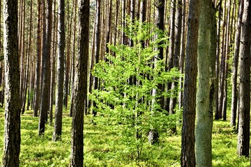 Małe zielone drzewko w lesie sosnowym