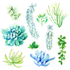 Watercolor set of bright hand drawn succulents, hand drawn