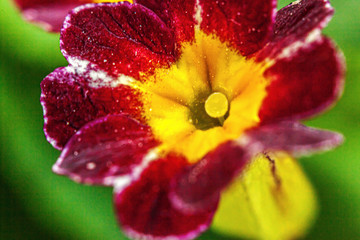 Beautiful wild Primrose Primula blossom flowers in spring time. Close up macro red flowers, selective focus, blurred bokeh background. Inspirational natural floral blooming summer garden or park.