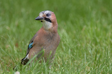 The Eurasian jay (Garrulus glandarius) is a corvid species of bird occurring over a vast region in Western Europe and Asia