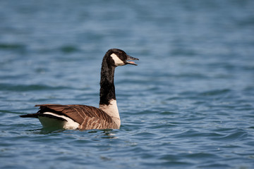 Canada goose (Branta canadensis) swims in a lake in Germany