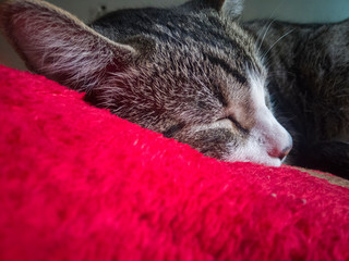 gato gatito, felino, mascota