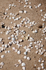 Close up of shells and stones on a beach
