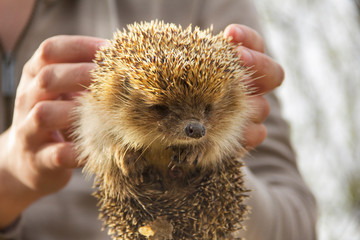 Hedgehog and flowers. Hedgehog in the hands. Erinaceus europaeus © Alena Girya