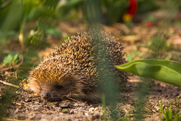 Hedgehog in the garden. Hedgehog close up. Erinaceus europaeus