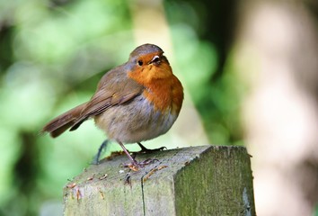 Wild robin on a post 