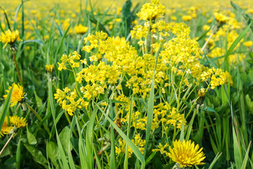 Summer yellow flowers and different herbs on the meadow. Wildflower meadow, flower meadow, wildflowers. Summer nature backgrounds.