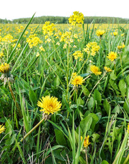 Summer yellow flowers and different herbs on the meadow. Wildflower meadow, flower meadow, wildflowers. Summer nature backgrounds.