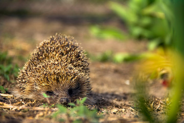 Hedgehog in the garden. Hedgehog close up. Erinaceus europaeus