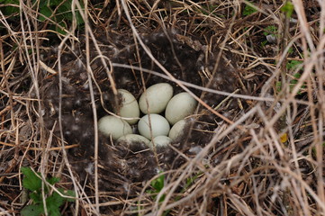 eggs in a bird's nest from the branches close-up. In forest