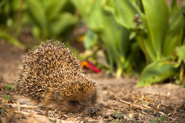 Hedgehog in the garden. Hedgehog close up. Erinaceus europaeus