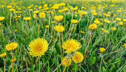 Meadow with yellow dandelions.