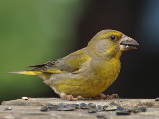 Close-up of a greenfinch bird with a sunflower seed in its beak