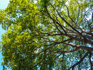 green leaves and sky
