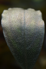 bucephalandra leaf close-up