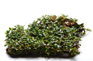 clump of bucephalandra