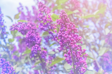 branches of blooming lilac lilac close-up. spring background with a blooming lilac bush.