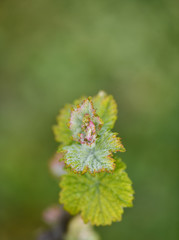 
vine outbreak in Ribeiro, Ourense