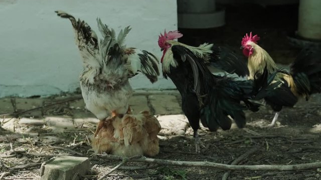 Cockfighting. A rooster defends a hen from another rooster.  Natural behavior of animals