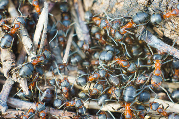 A large colony of ants work in their anthill.