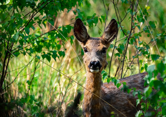 roe © Sporywildlife