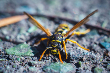 Wasp in early spring on the street sits on the ground.