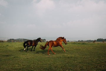 Fototapeta na wymiar photo of horses running in a green field