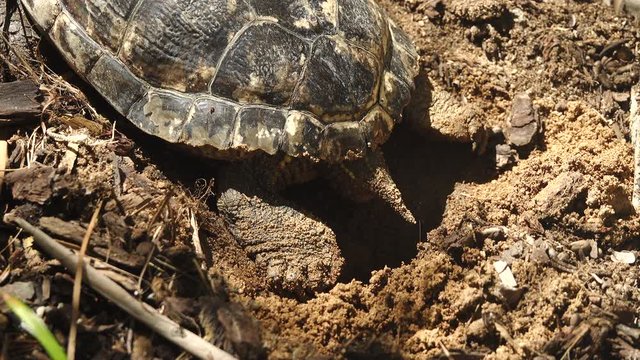 Close-up of the hind part of a Red Eared Slider Turtle laying an egg. Matching wide shot available in portfolio.