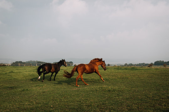 photo of horses running in a green field