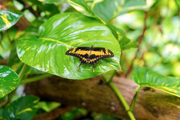 A yellow black butterfly sits on a large green leaf, close-up