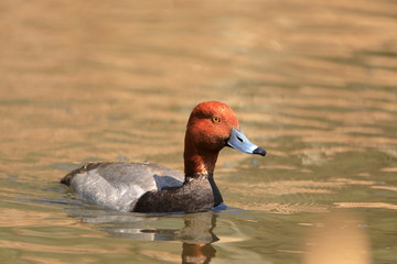 Male redhead duck Aythya americana swimming alone - 349652970
