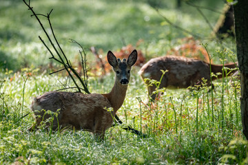 Roe © Sporywildlife